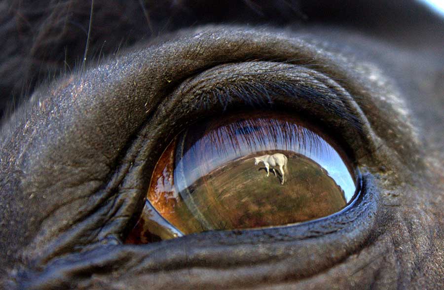 The Soul of a #Horse #FEI Solidarity #World #Photo Winner Miriam Paulovcakova #equestrian #equine #iloveequestrian