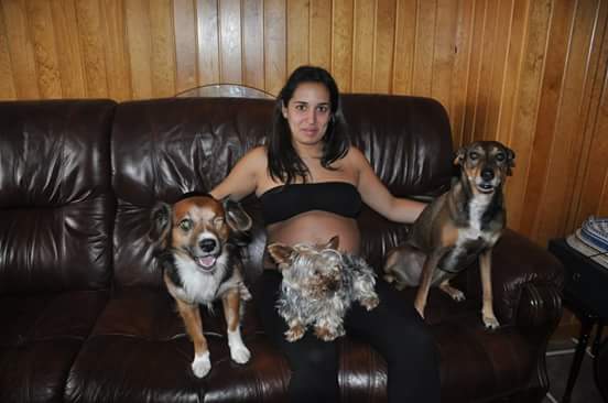 Delia22mr's tweet photo. Las mejores fotos de mi embarazo son con ellos 😍😍😍 #AmorPorMisPerros #Chiky #Kira #Coquito https://t.co/hjpIQAMkxQ