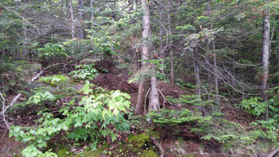 Maison_Morel's tweet photo. Terrain Vaccant St-Calixte, Lanaudière . 

https://t.co/69XWsRDSEC

#stcalixte #lanaudière #terrain #avendre https://t.co/OtBCkU3wPH