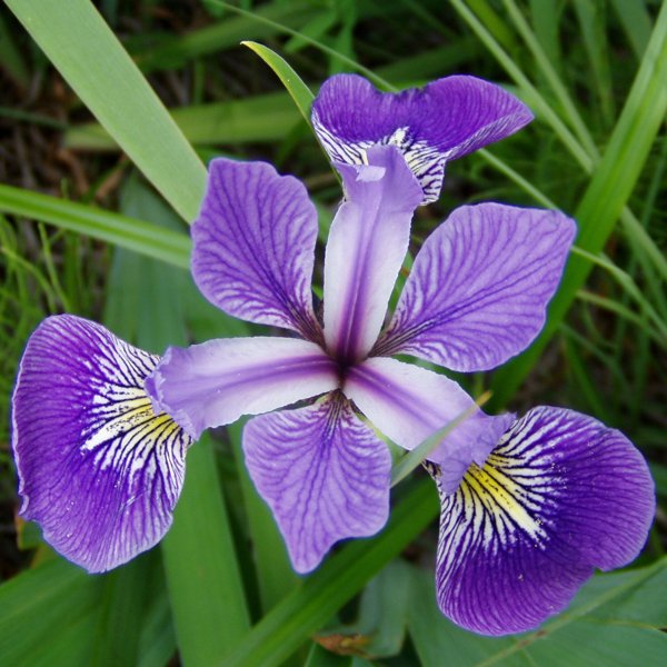 kaggle's tweet photo. The famous Iris dataset is now available for analysis on Kaggle https://t.co/eg3GfTsFHn https://t.co/rHeCDj5XL1