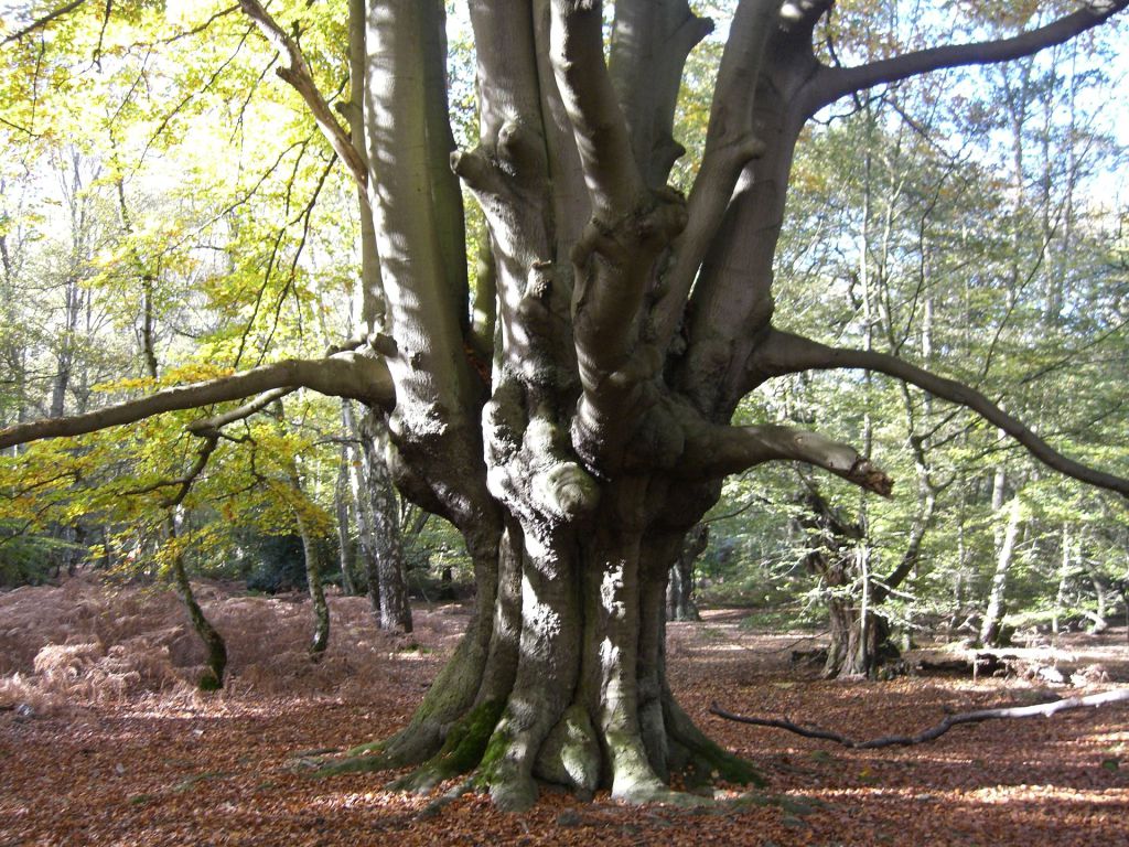 ianchanning's tweet photo. Getting the gist of segment trees https://t.co/Md1hBhYGjH https://t.co/qthDBYWI0Z