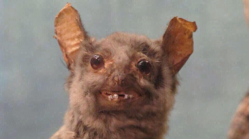 CrapTaxidermy's tweet image. When you gave the barmaid a tenner and she gives you change for a 20 and you're trying to act natural...