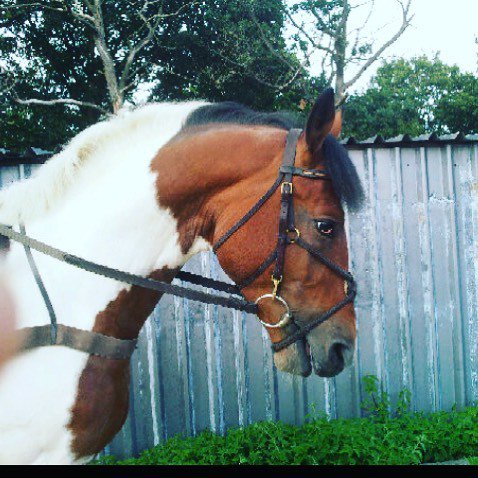 EQPpics's tweet image. Post by terimarie174: Love this boy #Marley #homebread #stallion #horseofinstagram #skewbald #dressage #showjumping…