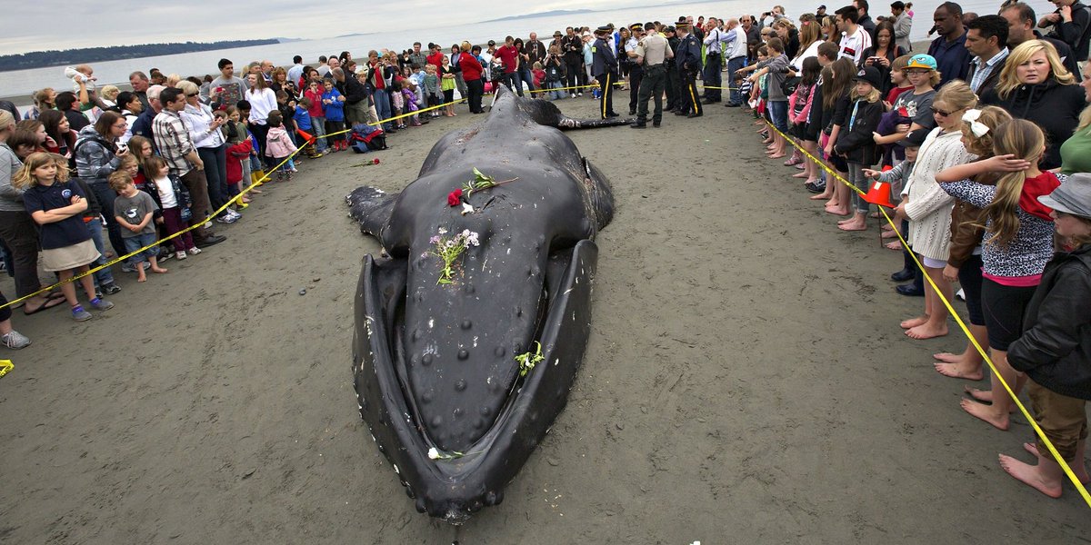 Where Once We Slaughtered Whales, Now We Grieve For Them gu.com/p/4fnb2/stw