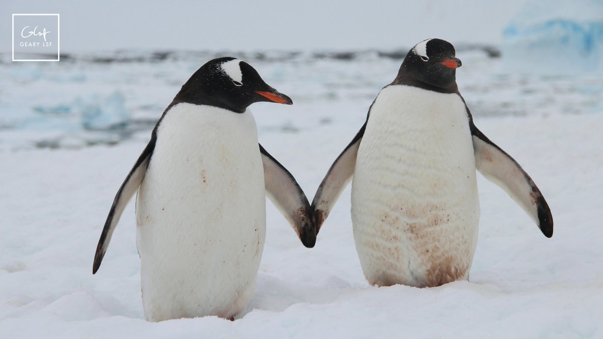 GearyLSF's tweet photo. Have questions about Google's #Penguin 4.0? Get the scoop here via @alyssagutten https://t.co/ncWamT4fhm #SEO https://t.co/quu908AUf4