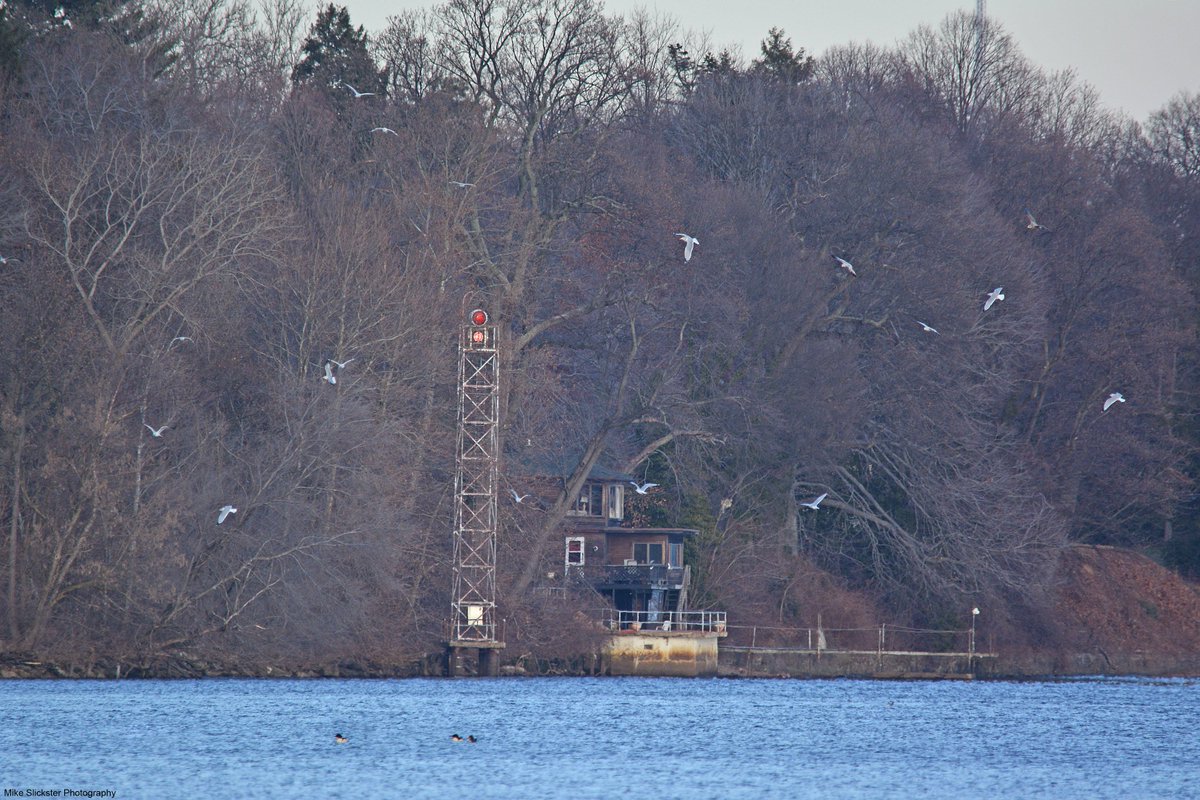 MikeSlickster's tweet photo. Winter Residents #Andalusia #Delaware River #Photography #BuffleheadDuck #Mergansers #Seagulls #Cormorants #Birding https://t.co/HJN6biXplS