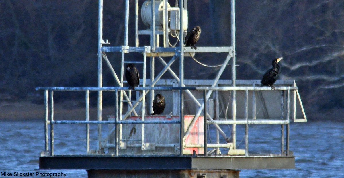 MikeSlickster's tweet photo. Winter Residents #Andalusia #Delaware River #Photography #BuffleheadDuck #Mergansers #Seagulls #Cormorants #Birding https://t.co/HJN6biXplS