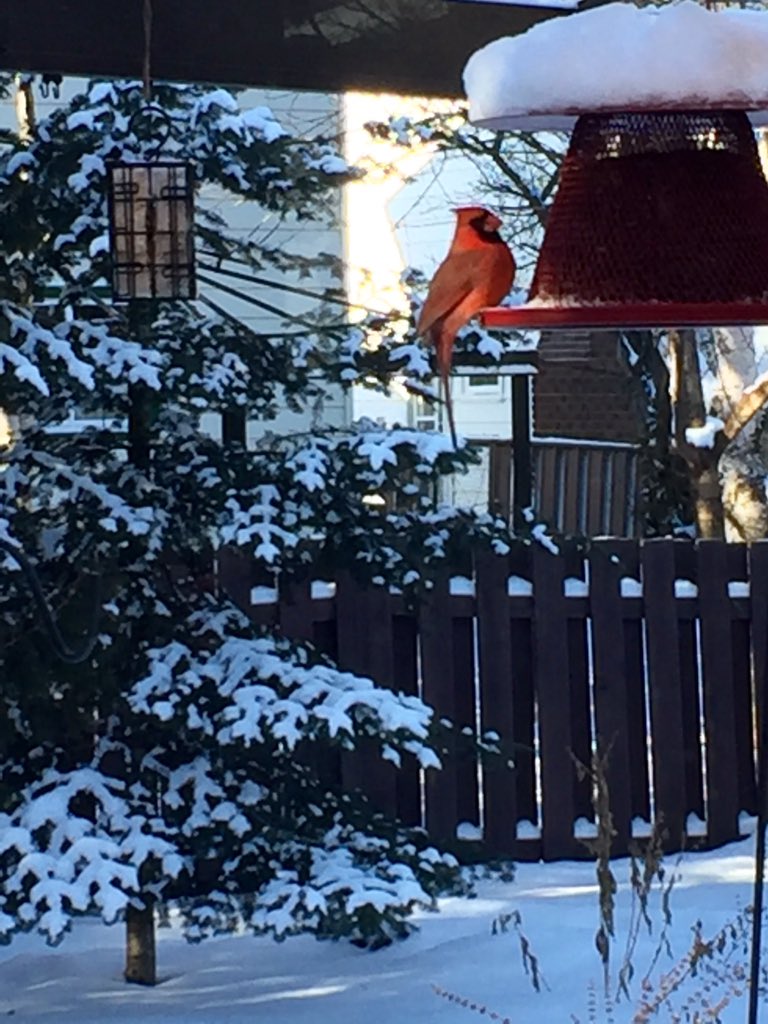 Cath_Henderson's tweet photo. Cardinal visits our backyard feeder in Orleans https://t.co/6Qu4Ni9eht