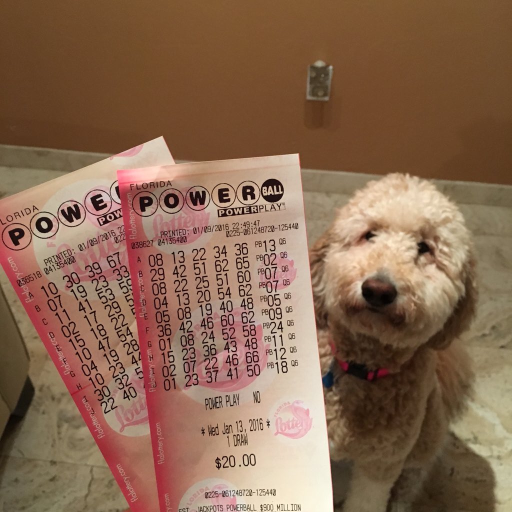 yo's tweet image. Bought some lotto tickets!

#IfIWonPowerball I will give $10,000 to anyone who retweets this before 11PM EST.