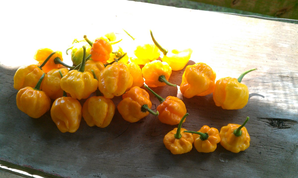 tzouse's tweet photo. Jamaican @scotchPepper #hot #yellowHOT !! #mapiFarms https://t.co/uGYnKWHczM