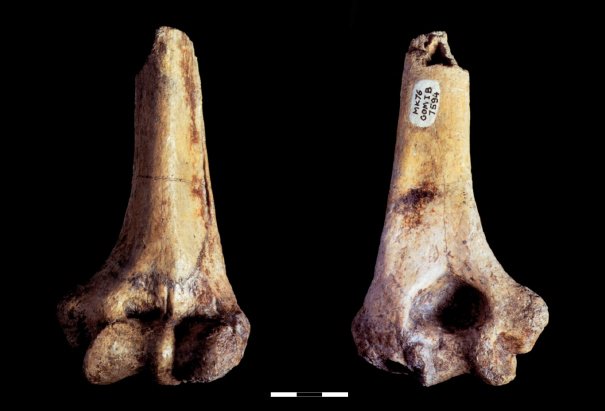 Qafzeh's tweet photo. The massive fossil humerus from the Oldowan horizon of Gombore I #Qfossil https://t.co/JVsvgCI0Zx https://t.co/9oZbswIQxA