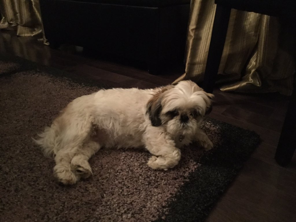 PatTorcor's tweet image. @Bed_A_Vixen @Ksrnv @MoolachArd Husband took the dog for a walk tonight. Never came back. God I miss that dog❤️😍😍