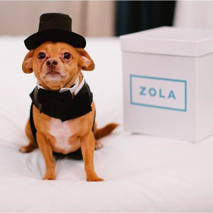 GrowlmamaLondon's tweet image. So handsome @friendsofFINN #stylehound #adoptdontshop #weddingoftheyear