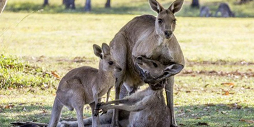 people's tweet image. Dying kangaroo mom spends last moment holding her baby peoplem.ag/uD6sJso