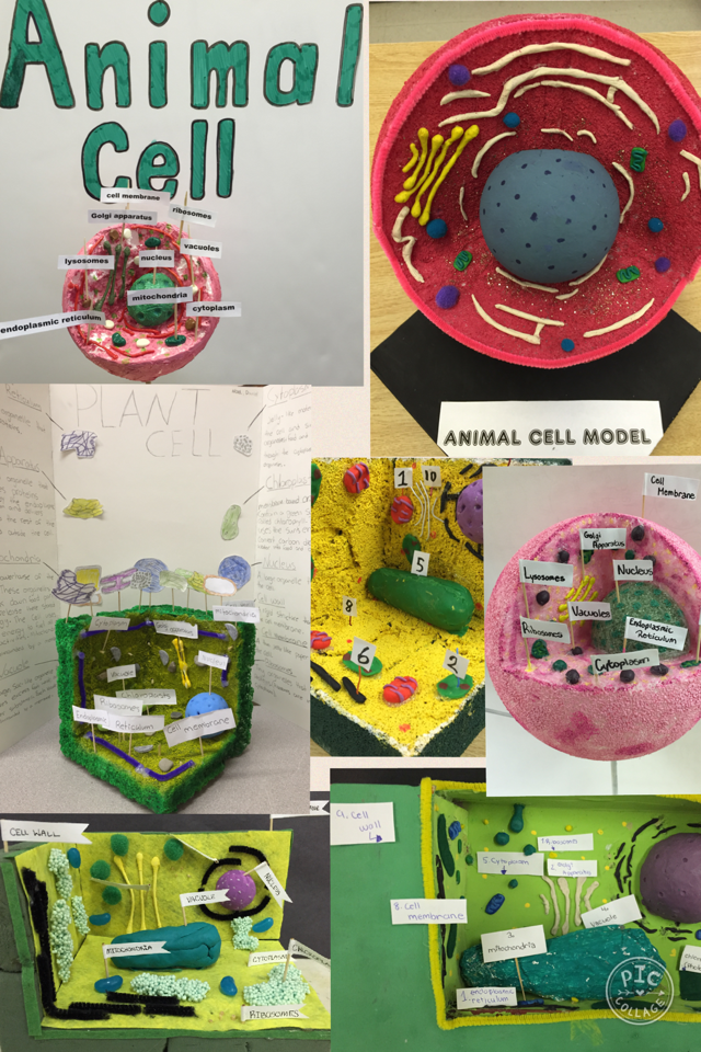 MsdeSousa8's tweet photo. Impressive models!! #cellprojects https://t.co/lfnHlq0arw https://t.co/I0S9Pbb3NZ