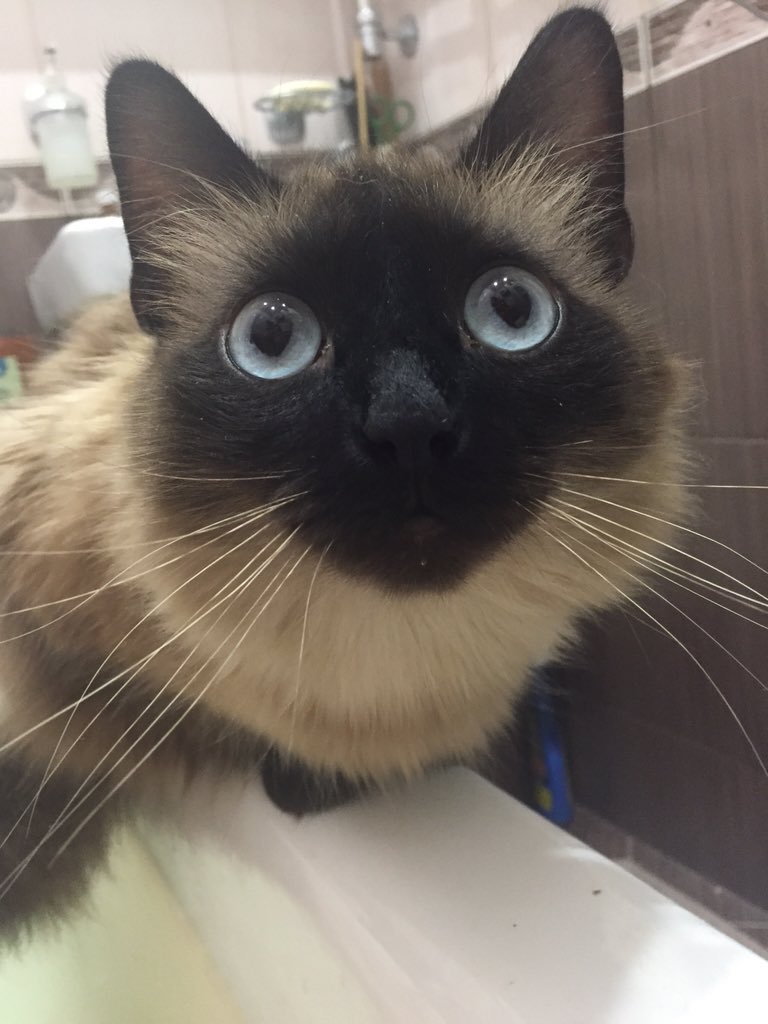 010_don's tweet image. Она видит демонов!