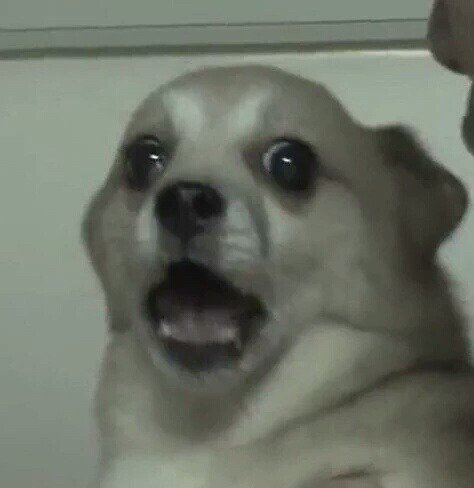 파워는 아니고 그냥 가동중] 짤장고 on X: "놀람 경악 으악 개 멍멍이 강아지 강쥐 견공 #짤장고  https://t.co/jiKZAAeyBc" / X