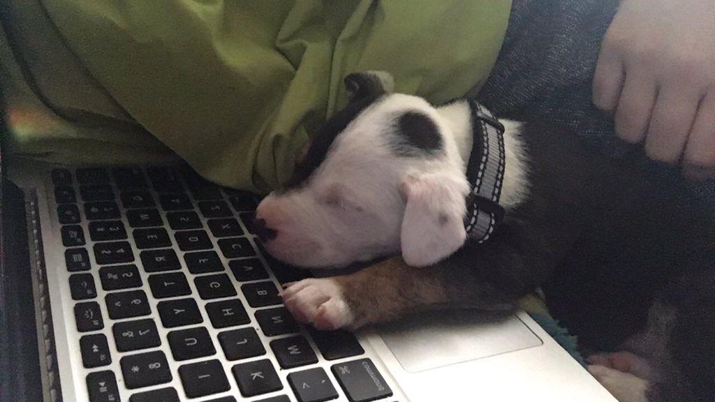 Kacey711's tweet photo. @emmablackery YOU CAN HAVE MY PUPPY HES V SMALL AND LIKES PEOPLE https://t.co/327bfnaRVR