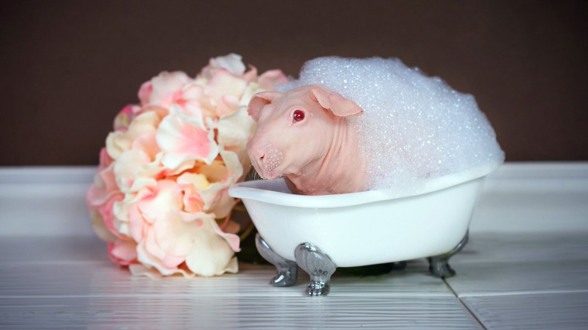 mashable's tweet image. Here is a hairless guinea pig named Strawberry Shortcake who loves taking baths: on.mash.to/1mXhUTG