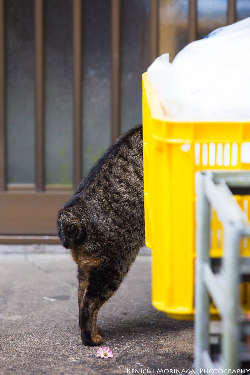 9 19 22イオンタウン防府 ネコまみれ展 開催します 猫写真家 森永健一 Auf Twitter これぞ 長崎の丸いしっぽ しっぽ祭りのハッシュタグまつがてた しっぽ 猫写真 しっぽ祭り ぬこ 猫 ねこ ネコ写真 Cat Catpic ネコ モリケン 長崎 丸しっぽ