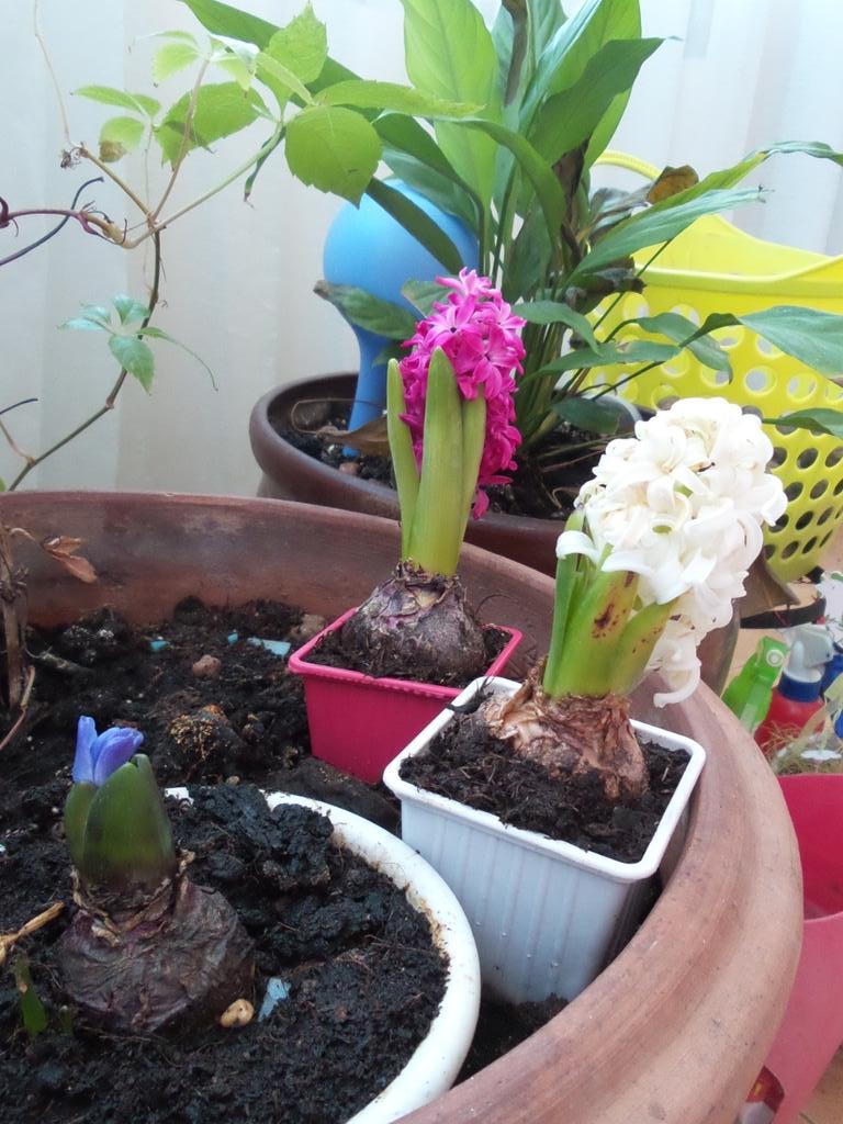 Nyustechka's tweet image. Семейство разноцветных гиацинтов у меня дома:-D #Москва #гиацинт #цветыдома а купила их перед НГ в #ОБИ за 59 руб)