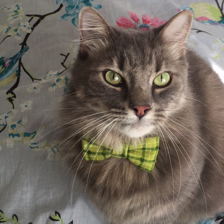 anjackwitz's tweet image. Tom Kitty looking super cute! @dharf #dharfcats #tomkitten