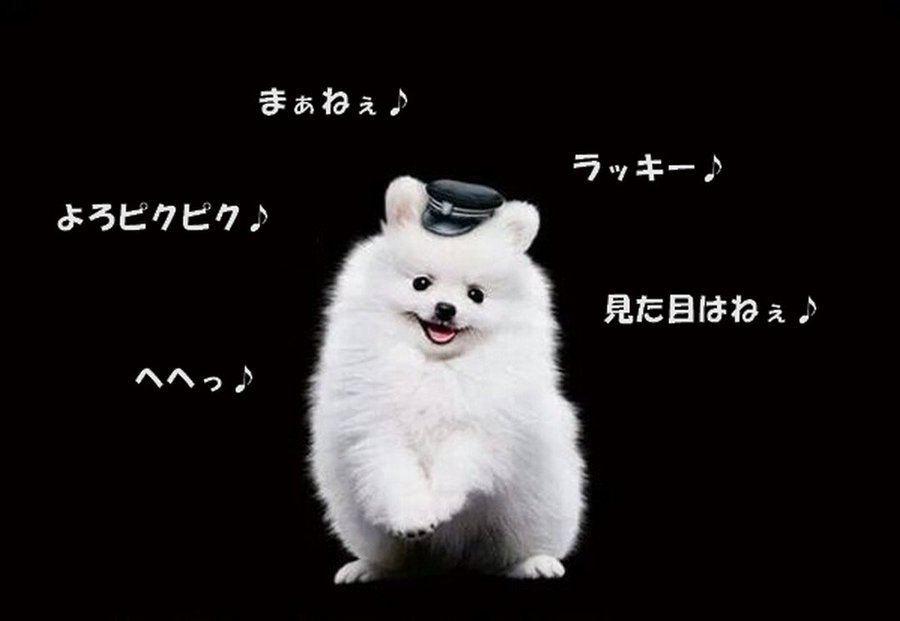 ギガちゃん ソフトバンク が可愛い 白くて丸い犬はポメラニアン フラワーブログ