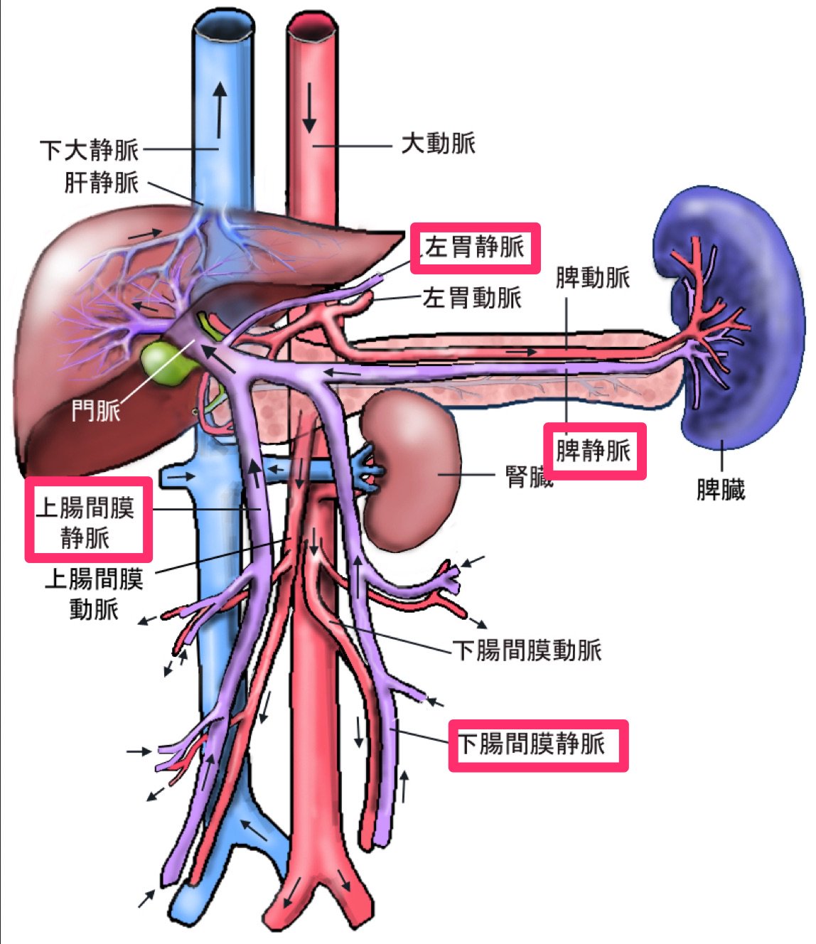 下 大 静脈 に 直接 入る 静脈 ゴロ