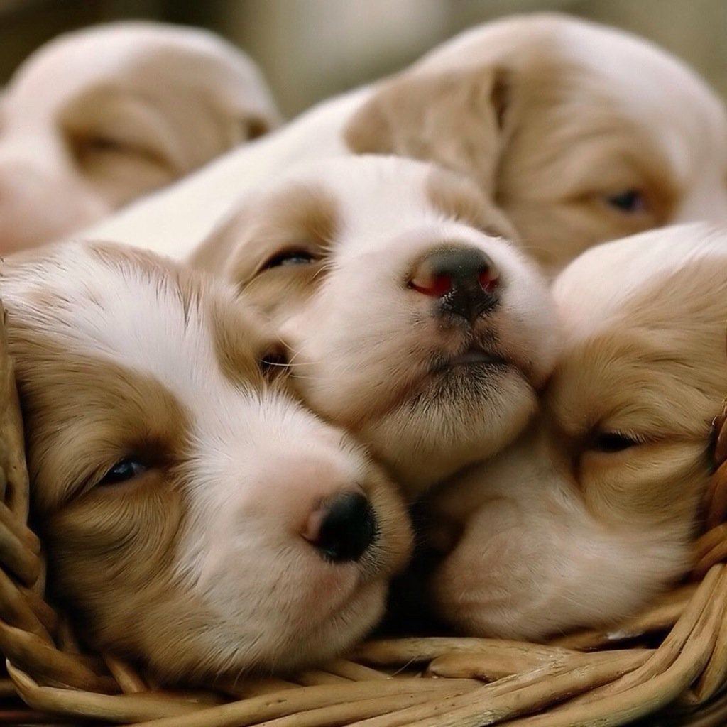 HarleyPets's tweet photo. There so cute ❤️❤️!

#dogs #puppies #cutedogs #cutepuppies #litter #dogsoftwitter #puppiesoftwitter #puppy https://t.co/nVJzPw3Mzt