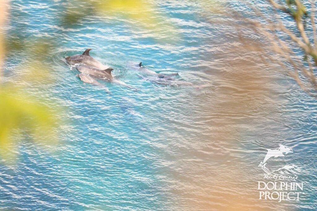 OpKiIIingBay's tweet photo. The reality of #taiji. Tiny young are taken from mum and dumped at sea.  Mum is slaughtered #OpKillingBay https://t.co/pA7BAkitIv
