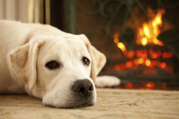 WinnicottN16's tweet photo. Reminder that #dogs (all shapes&amp;sizes) are very welcome @WinnicottN16 (dog-biscuits a plenty) dogwalkers #n16 https://t.co/xwf1H6zGK9