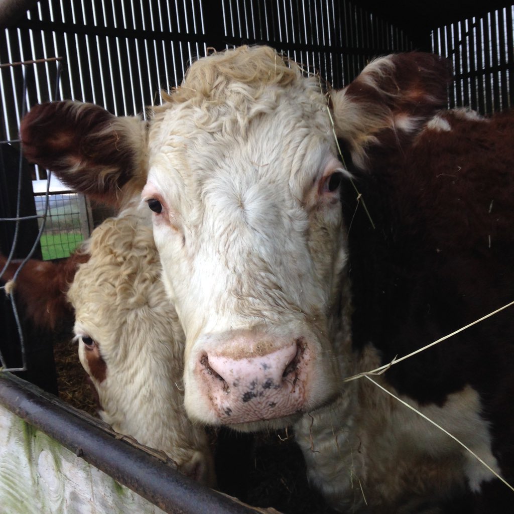 farmingthefield's tweet photo. Hello Rosalinda !!!! #oldnwise #hereford #herefordcattle #cow #farming https://t.co/fydaY8OPIU