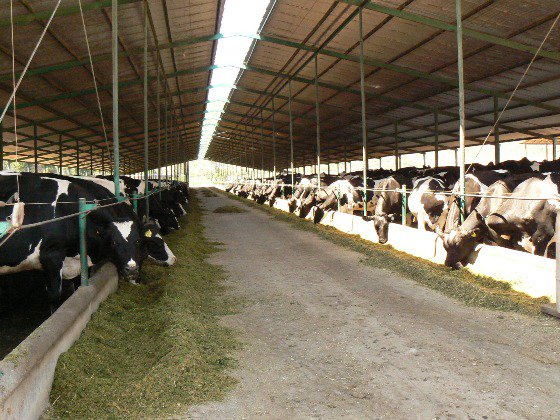 mercuriocampo's tweet photo. [LECHERÍA] El potencial de los perfiles metabólicos como diagnóstico del manejo nutricional https://t.co/lvMlArzG7n https://t.co/T8LKQp8Prv