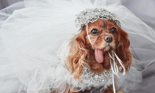 TandCmag's tweet image. Congratulations @friendsofFINN and Toast on your gorgeous wedding! townand.co/6015BXXJt