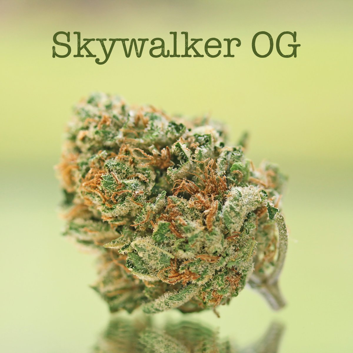 wpgrp420's tweet photo. Skywalker OG - potent indica-dominant hybrid #dank #weed #cannabis #pot #joint #blunt #OG #indica #prop210 #venice https://t.co/RXcLpXAbwb