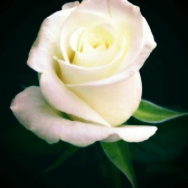 ᴅɪᴀɴ ᴍᴇɢᴀ シ tweet media