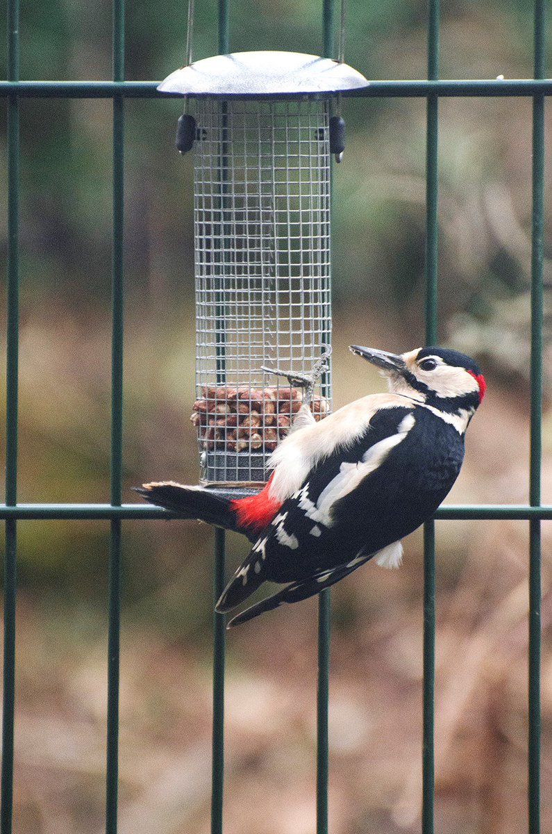 web21st's tweet photo. Snapped by @petegrevitt our resident woodpecker snacking behind the office! @Natures_Voice @SussexWildlife https://t.co/NqvXX7FtIw