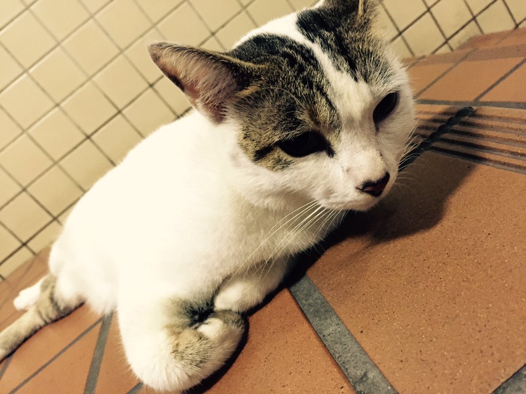 grfty134's tweet image. Marsiling, Singapore. #cats