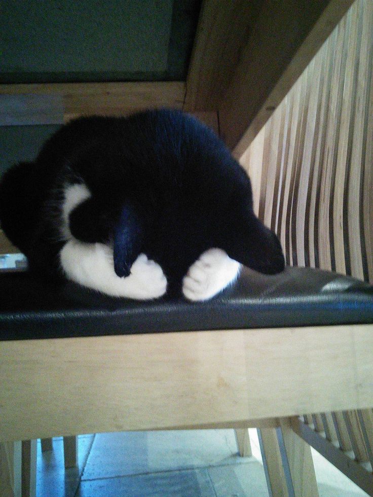 EC_Runneuse's tweet photo. Oh non c'est bientôt la fin de la saison 2... #chat #boostpigalle #Tristeza https://t.co/7APmfRzP1L
