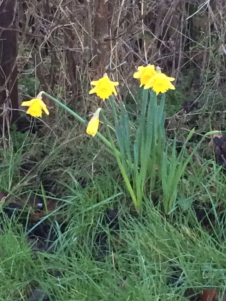 Daffodils in January!