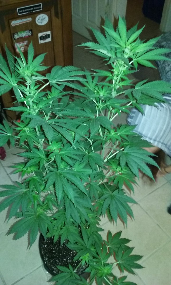 ralphprice5's tweet photo. The wife is so amazing #marijuana #cflgrow #closetgrow #420 #stayinhigh #whitecookie @HIGH_TIMES_Mag @JazzyDabs https://t.co/I33swNa6kR