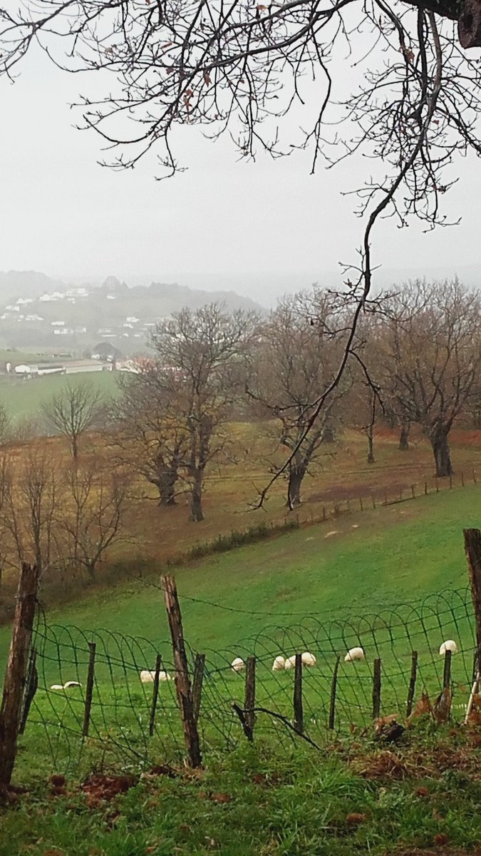 oihanttoa's tweet photo. Il peut bien pleuvoir, elles n'en ont cure 
#Basoita #Lekorne https://t.co/pA5mKHGeOV