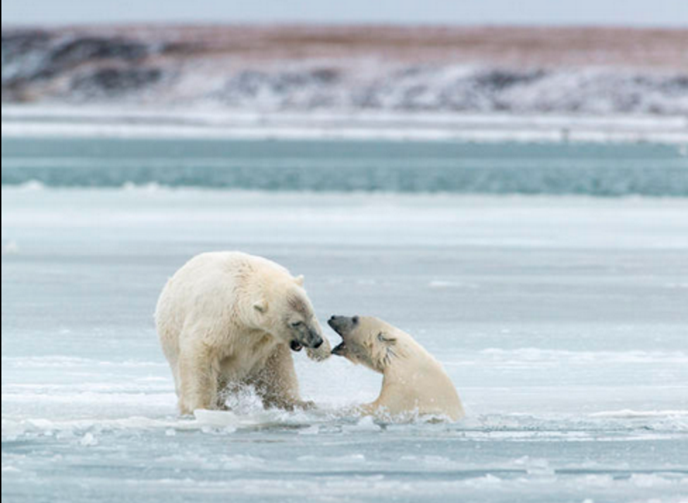 BarcroftUSA's tweet photo. Clash in the Arctic: Two polar bears play fight in the snow: https://t.co/R7i6Baqj2b https://t.co/Pbf0HVjYRv