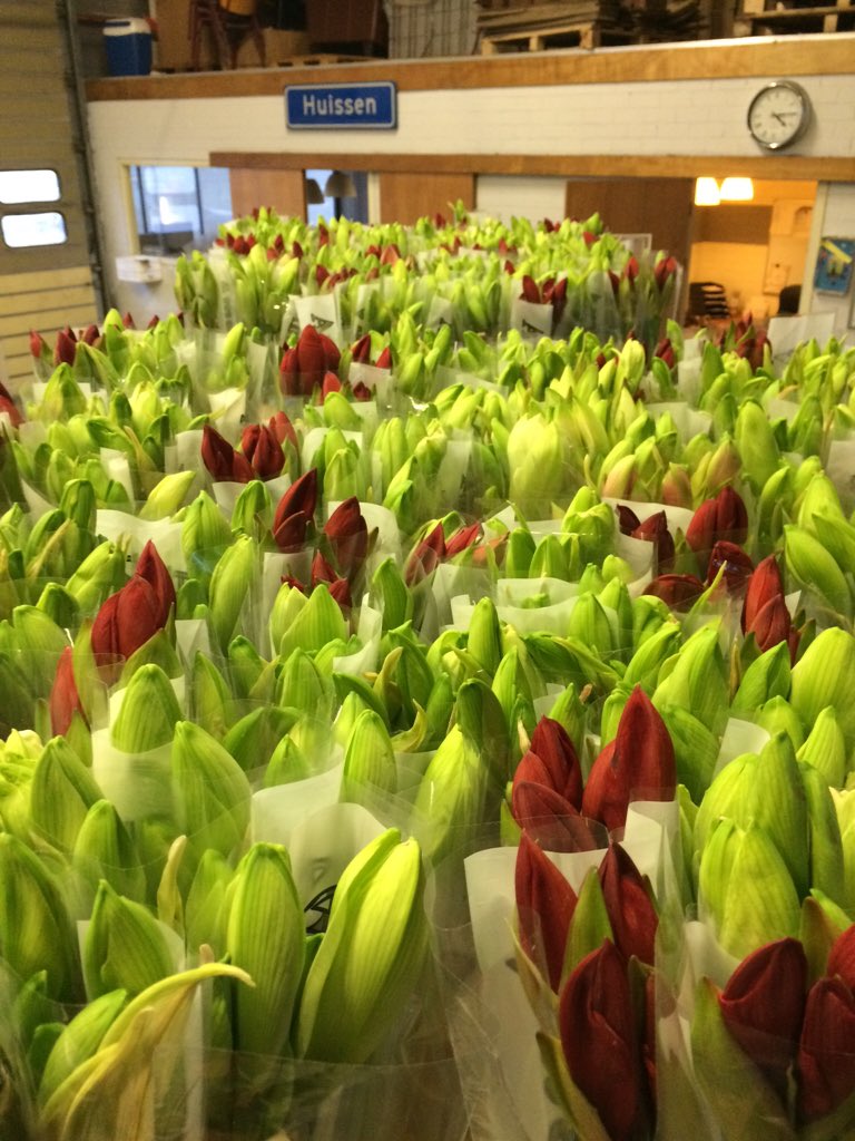 janssen88's tweet photo. Gaan ze weer...... Mooie gemengde emmers ! @janssen88 @FloraMondo https://t.co/fxNCL80brf