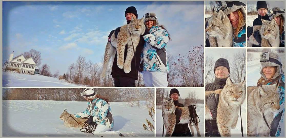alfajorefi's tweet photo. Amazing experience playing with a Siberian Lynx #Lynx #siberianlynx #winter #WildAnimals https://t.co/RG1LW96TOd
