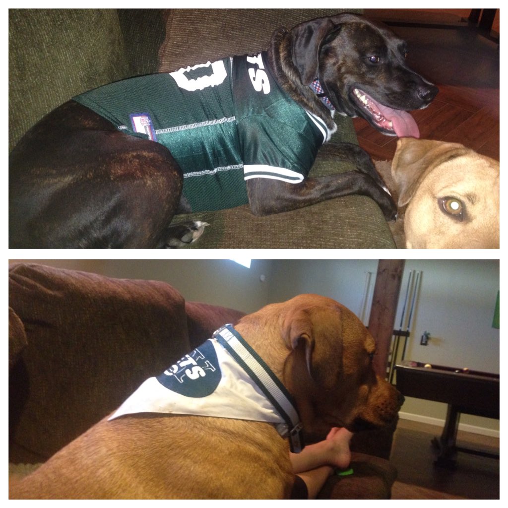 Willy_Ryan's tweet photo. @nyjets here are my boys #JetsPets #rescuedogs #NYJ https://t.co/Su32aysoc0