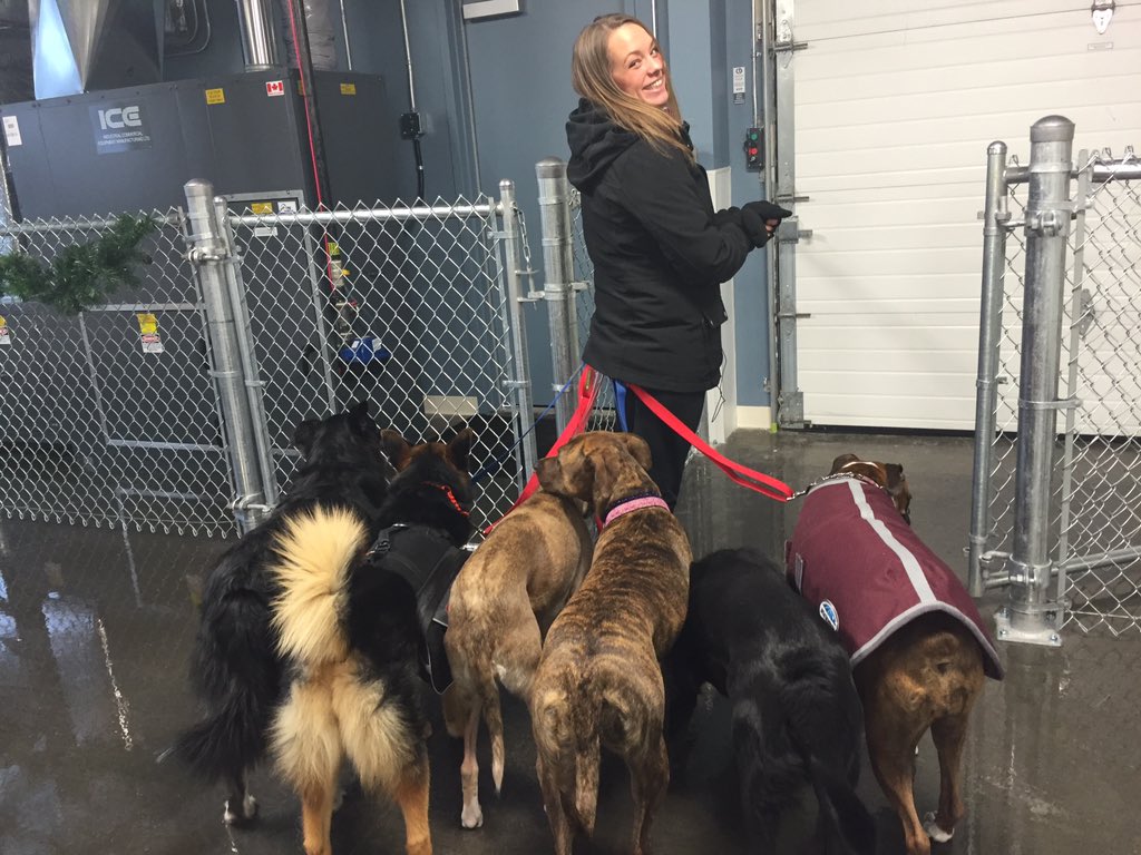 FurKidsDaycare's tweet photo. ...off to the races!! First bunch heading out for their exercise #packwalking https://t.co/13BspGzHFt