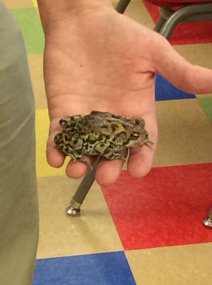 GiftedTawk's tweet photo. Coding w/ @SpheroEdu vs. toad, bearded dragon, hissing cockroach &amp; mouse.Guess which ran the maze w/ fewest errors? https://t.co/pk5xIwpx1I