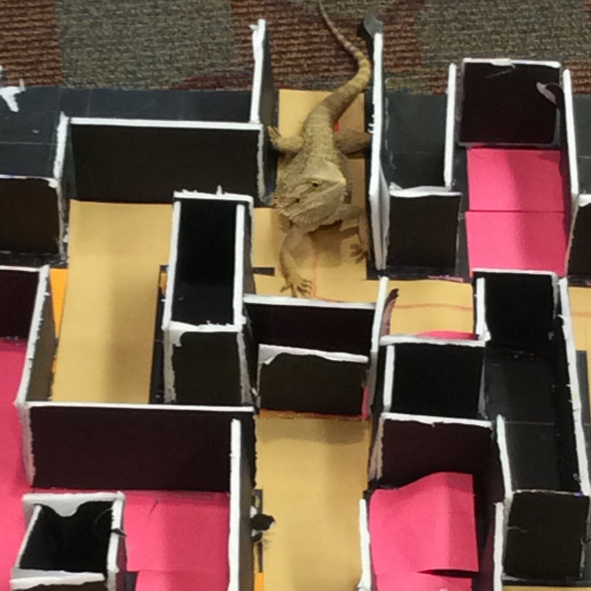 GiftedTawk's tweet photo. Coding w/ @SpheroEdu vs. toad, bearded dragon, hissing cockroach &amp; mouse.Guess which ran the maze w/ fewest errors? https://t.co/pk5xIwpx1I