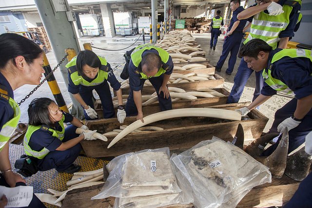 IFLScience's tweet photo. Hong Kong has banned all trade in ivory: https://t.co/2qaEtQChhK https://t.co/yKpm6np5Cj